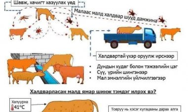 МАЛЧИД, ИРГЭДИЙН АНХААРАЛД