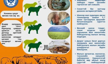 ХЯЗГААРЛАЛТЫН ДЭГЛЭМ ТОГТООЛОО.