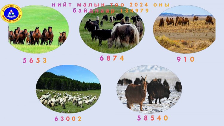 ДАЛАНЖАРГАЛАН СУМЫН 2024 ОНЫ ЖИЛИЙНЭЦСИЙН МАЛ  ТООЛЛОГЫН МЭДЭЭЛЭЛ